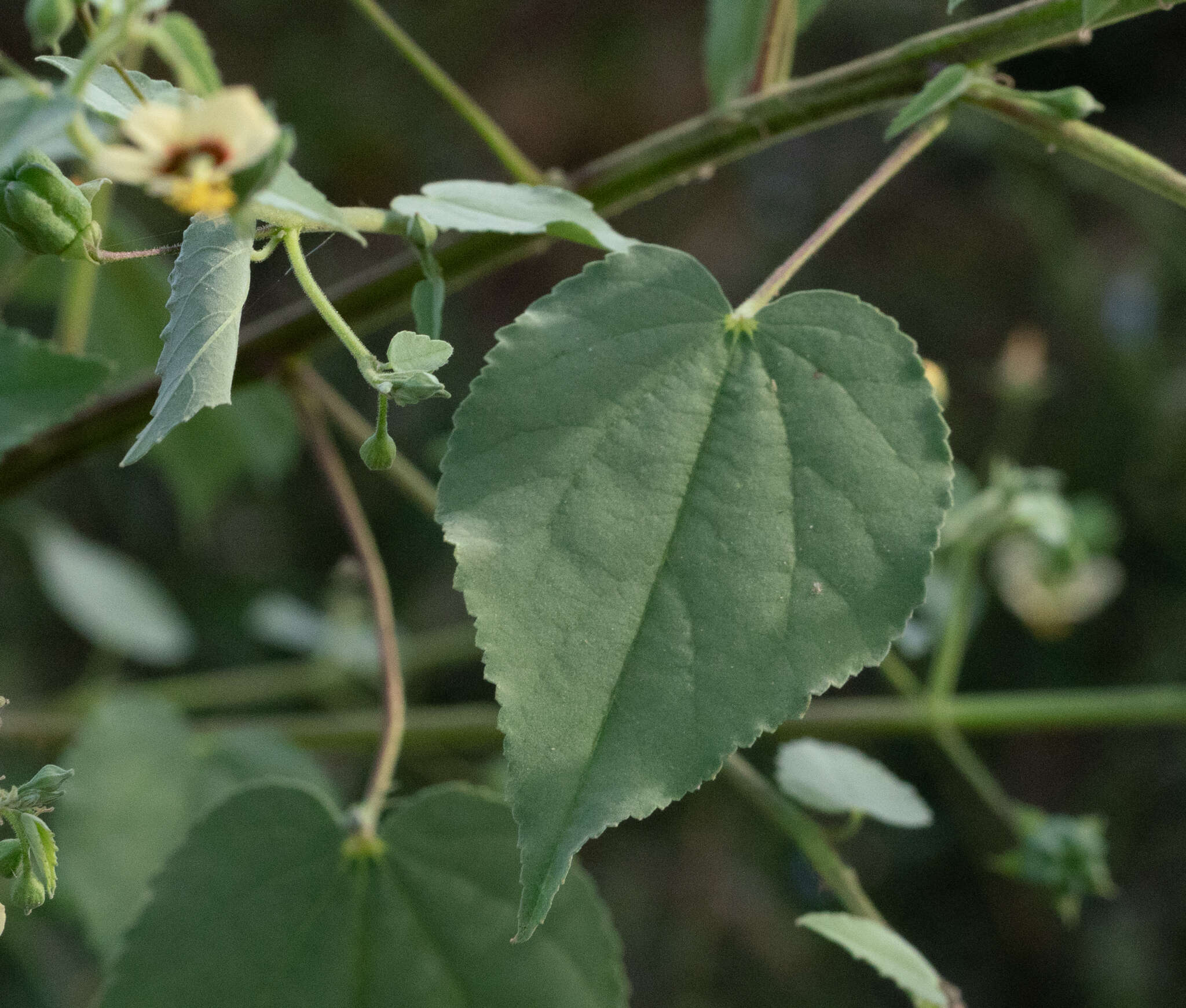 Imagem de Abutilon trisulcatum (Jacq.) Urban