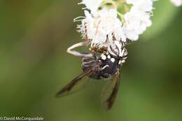 Image of Spilomyia fusca Loew 1864