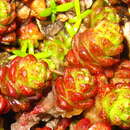 Image of Sedum japonicum subsp. oryzifolium (Makino) H. Ohba