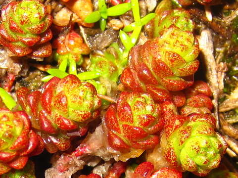 Image of Sedum japonicum Siebold ex Miq.