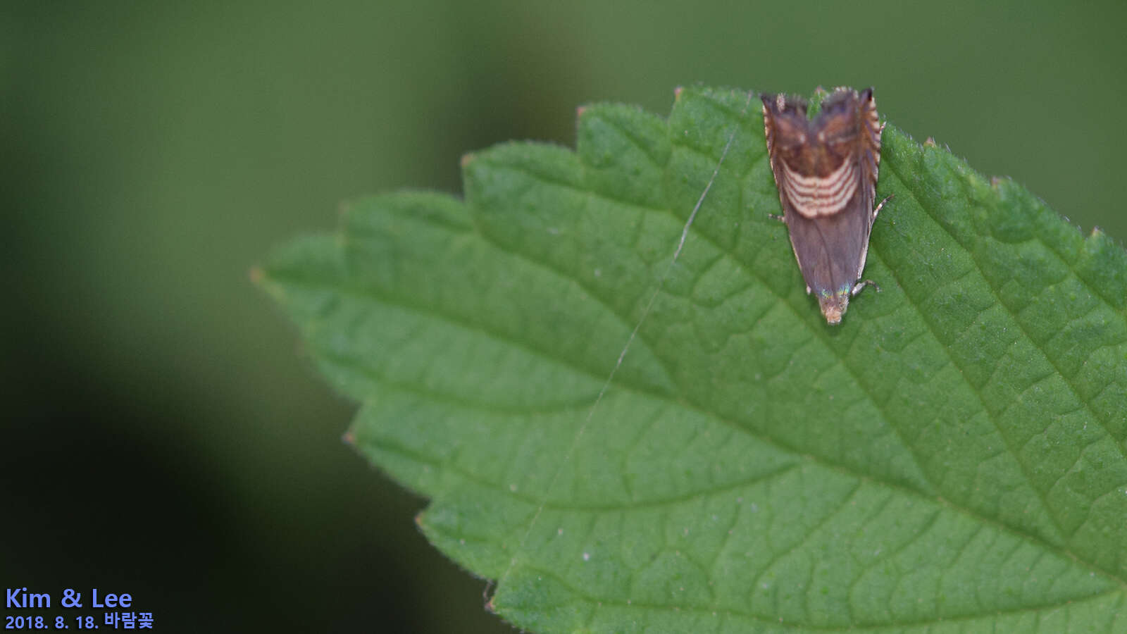 Image of Eurasian Hemp Moth