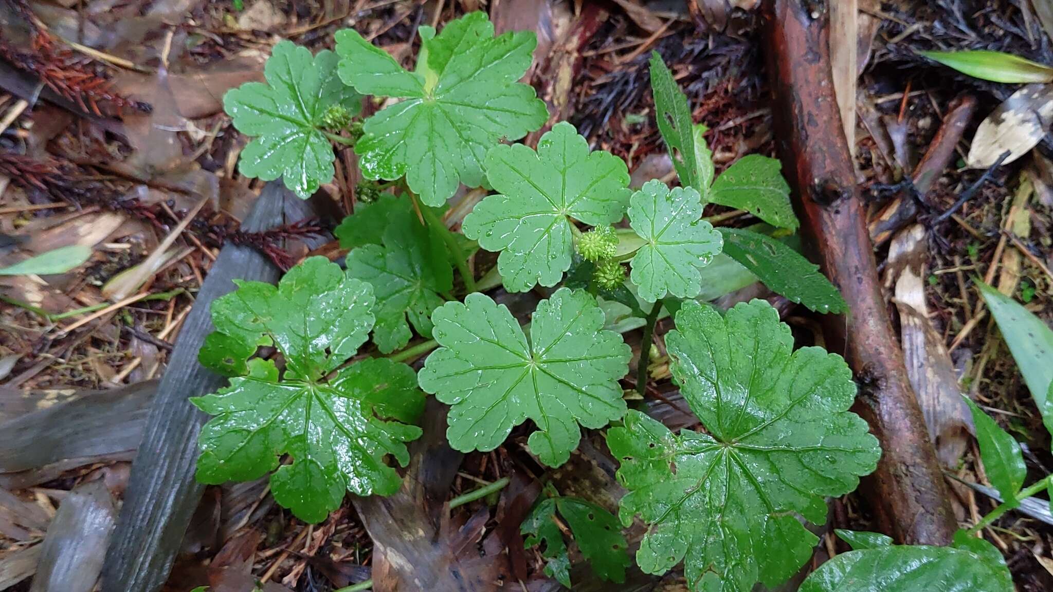 Image de Hydrocotyle nepalensis Hook.