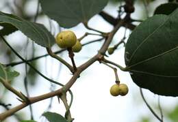 Sivun Grewia tiliifolia Vahl kuva