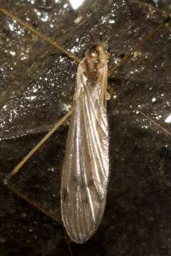 Image of Cranefly