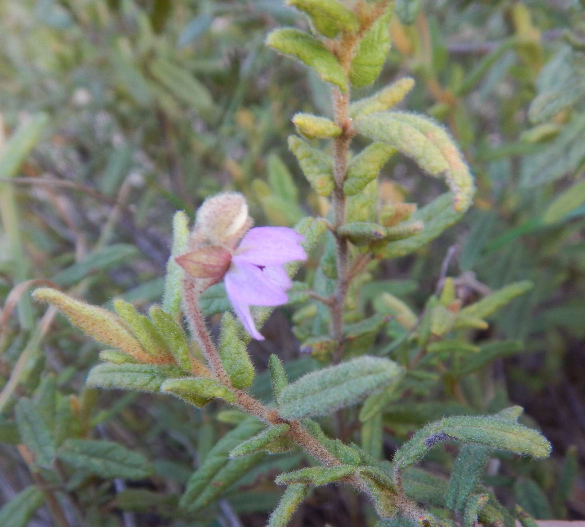 Image of Thomasia petalocalyx F. Müll.