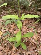 Image of Carolina false vervain