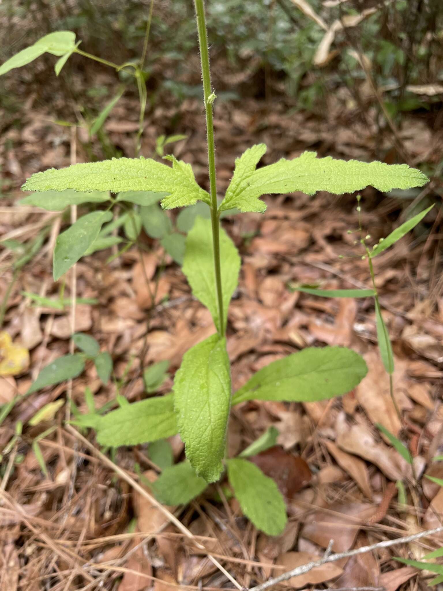 Слика од Verbena carnea Medik.