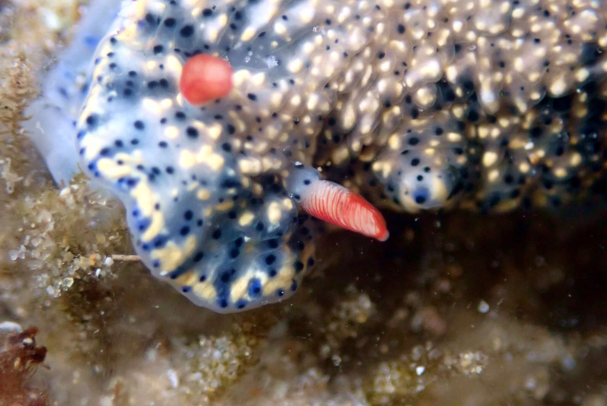 Image of Hypselodoris saintvincentius Burn 1962