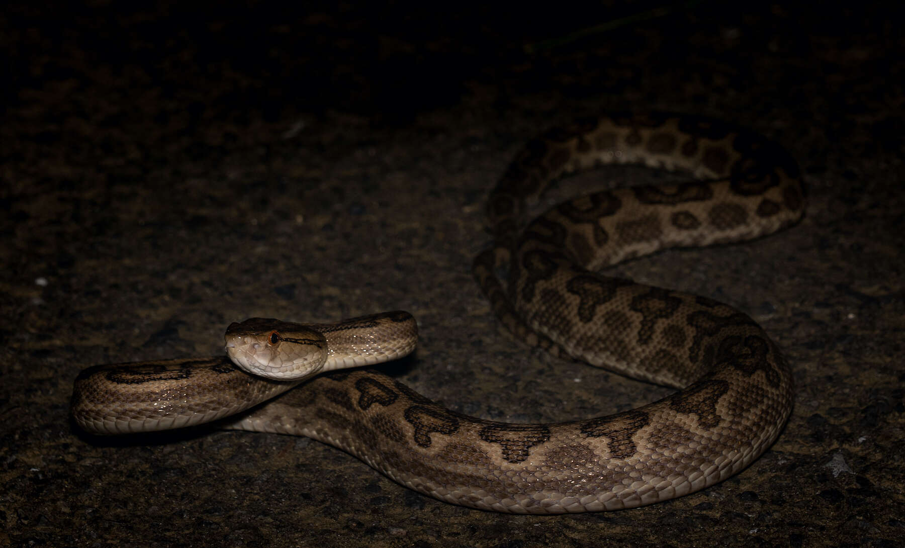 صورة Protobothrops flavoviridis (Hallowell 1861)