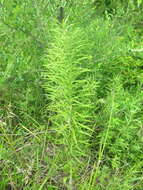 Image de Polygonatum stenophyllum Maxim.