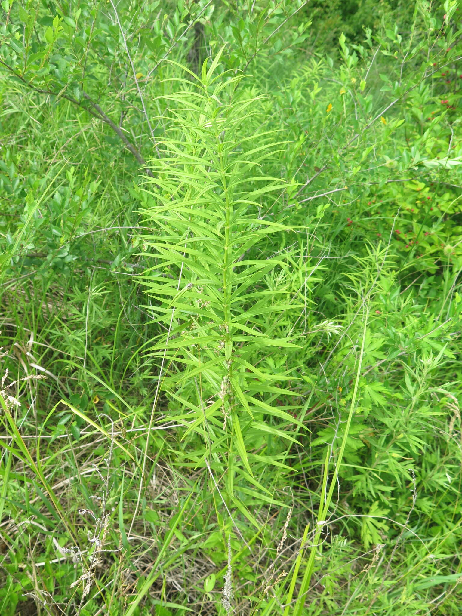 Image de Polygonatum stenophyllum Maxim.