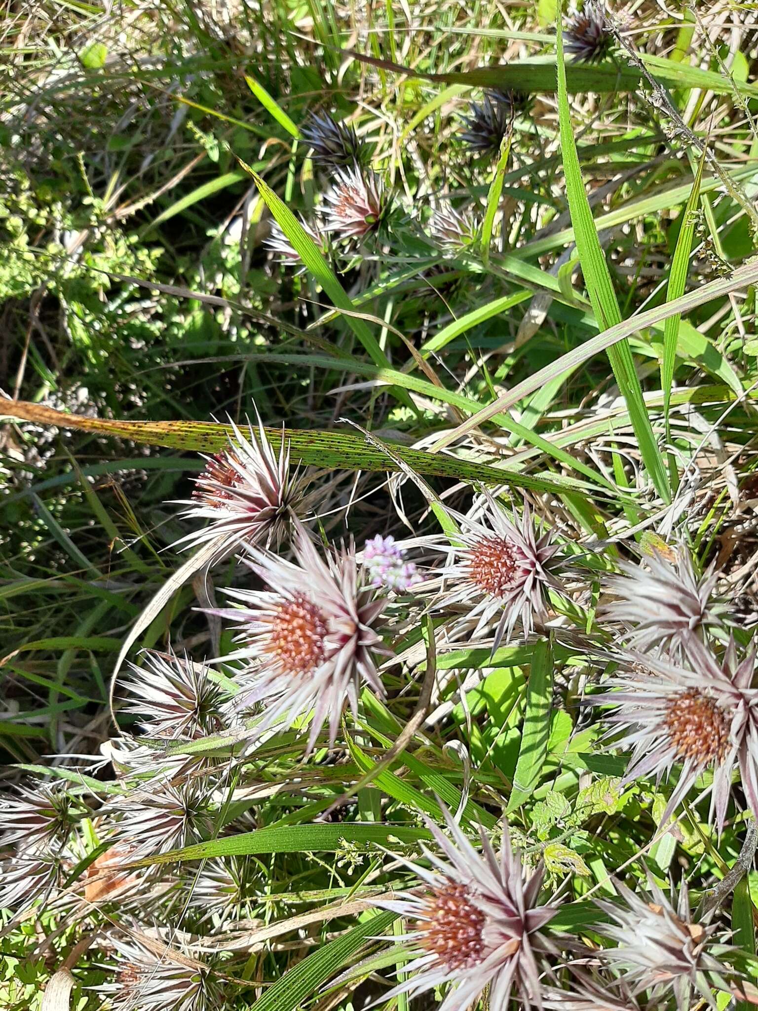 Image of Macledium zeyheri subsp. argyrophyllum (Oliv.) S. Ortiz