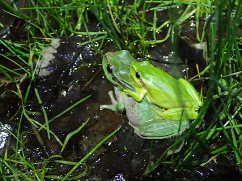 Image of Mediterranean Tree Frog