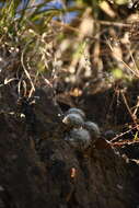 Image of Mammillaria glassii subsp. glassii