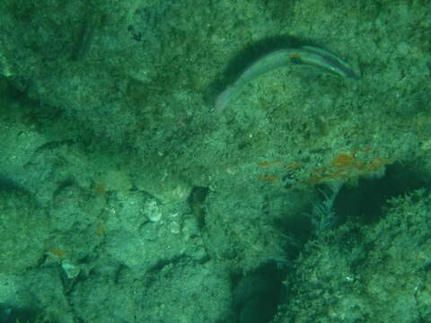 Image of Wounded wrasse