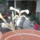 Image of Pelargonium pallidoflavum E. M. Marais