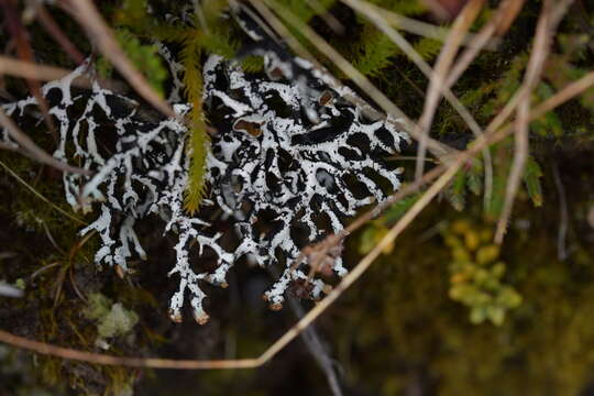 Image of tube lichen