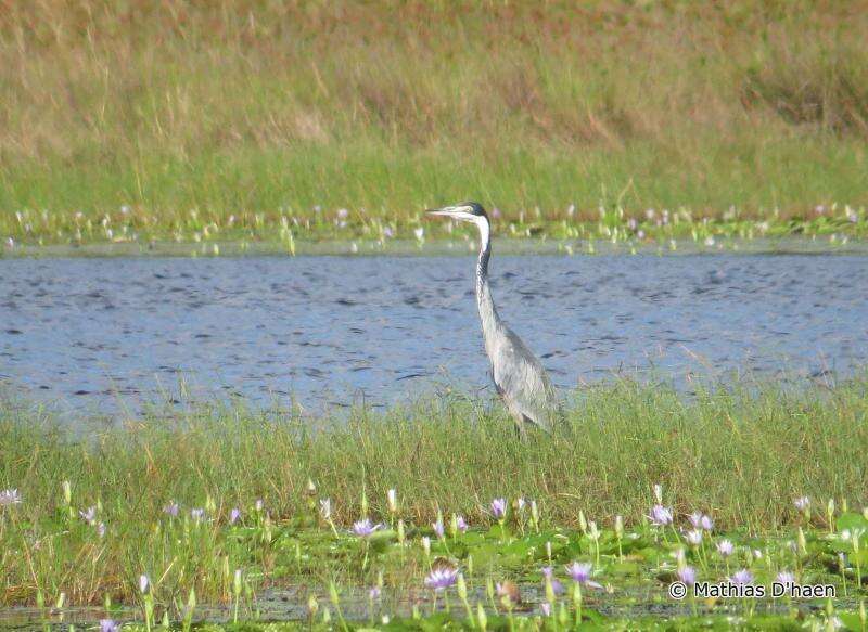 Image of Black-headed Heron