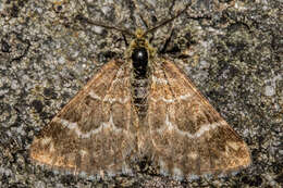 صورة Notoreas paradelpha Meyrick 1883