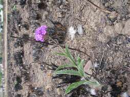 Image of tuberous vervain