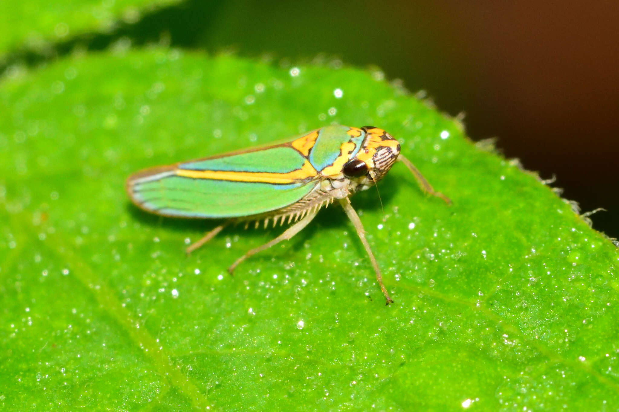 Image of Graphocephala aurolineata (Fowler 1900)