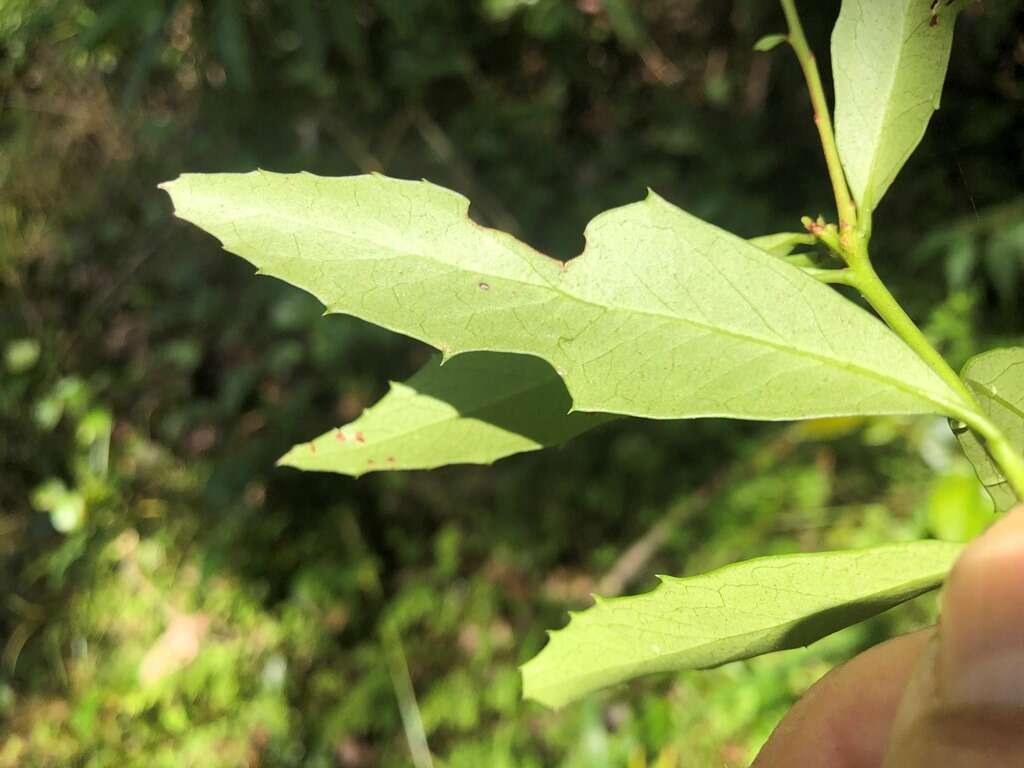 Image of Denhamia silvestris (Lander & L. A. S. Johnson) M. P. Simmons