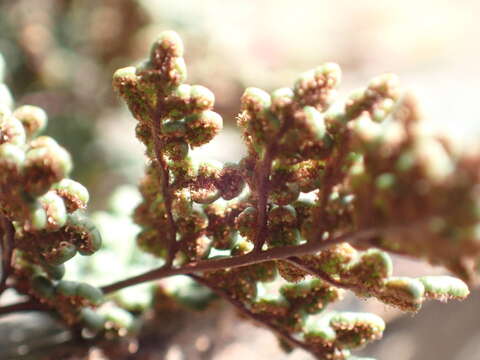 Image of Oeosporangium hispanicum (Mett.) Fraser-Jenk. & Pariyar