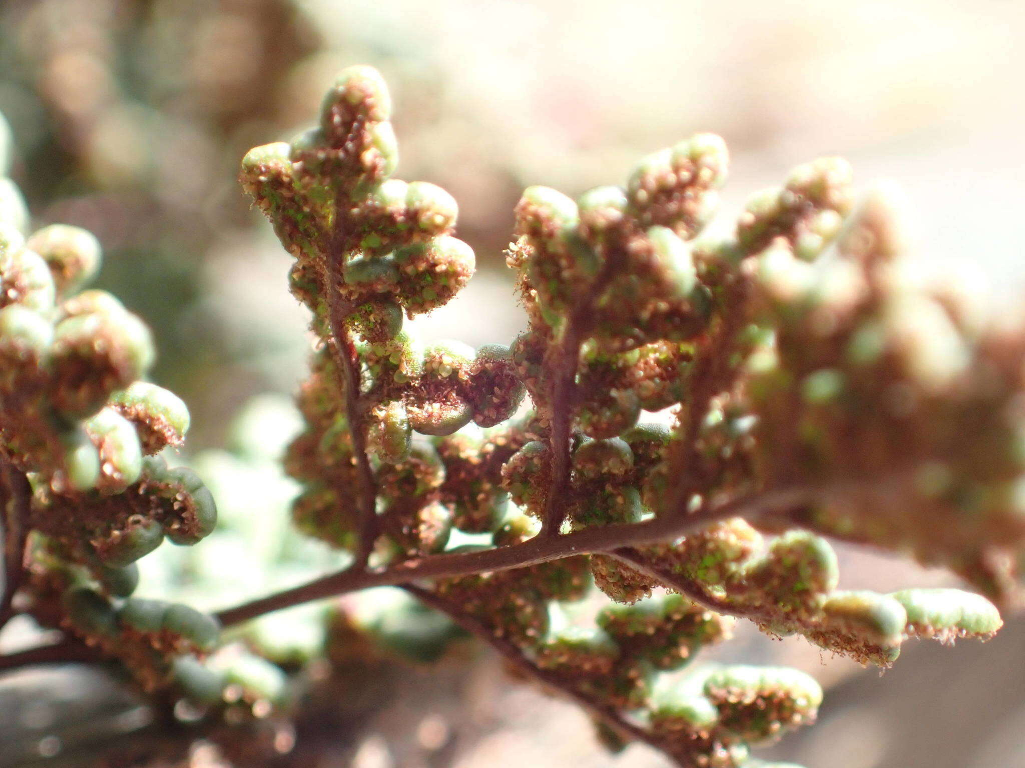 Image de Oeosporangium hispanicum (Mett.) Fraser-Jenk. & Pariyar