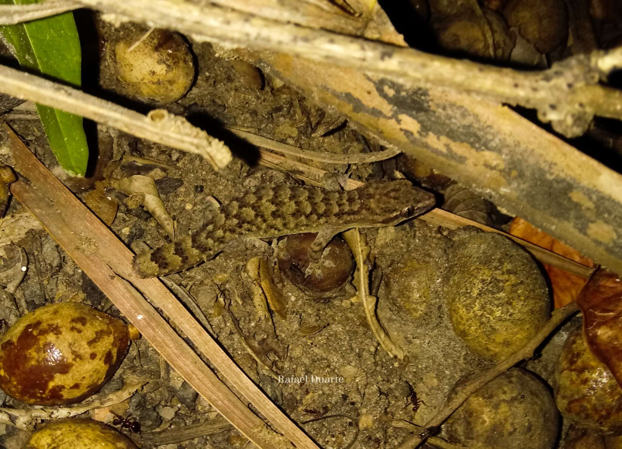 Image of Country Leaf-toed Gecko