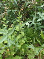 Image of monkeyflower savory