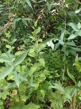 Image of monkeyflower savory