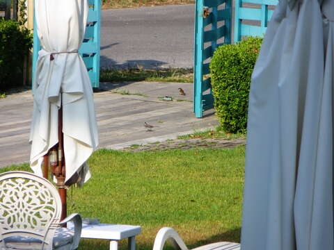 Image of Italian Sparrow