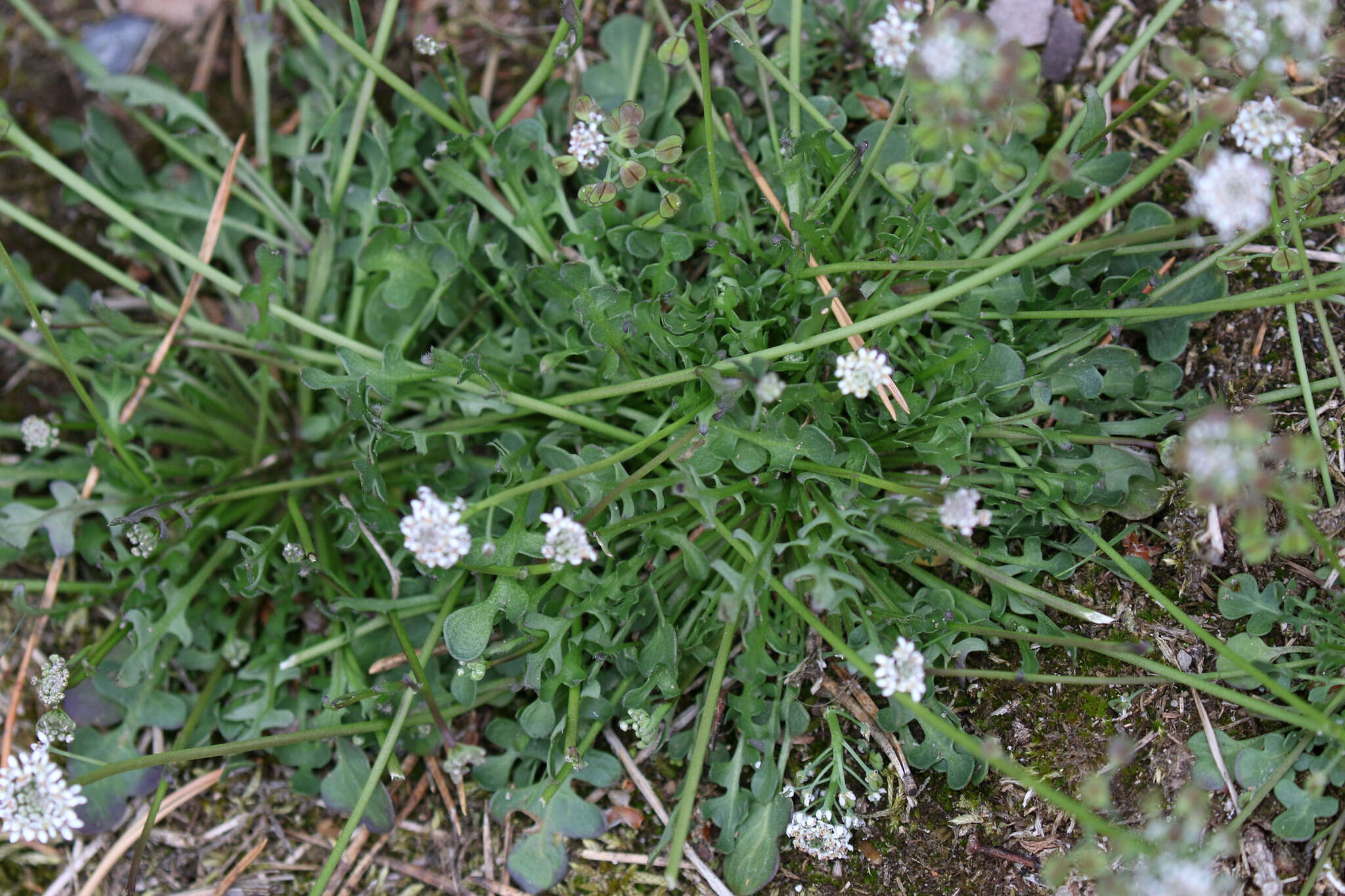 صورة Teesdalia nudicaulis (L.) W. T. Aiton