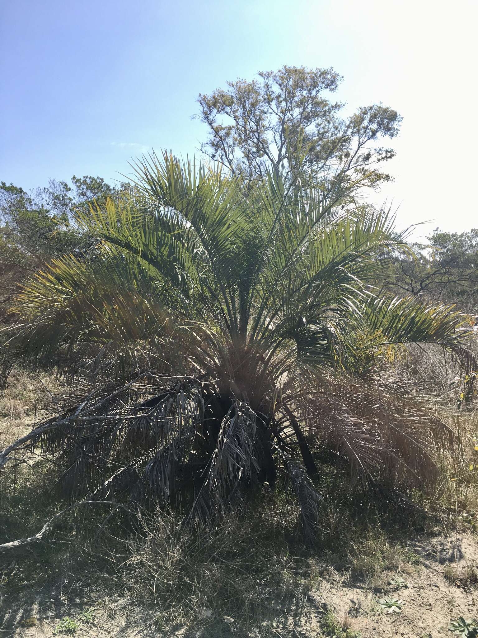 صورة Butia odorata (Barb. Rodr.) Noblick