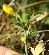 Image of Cytisus procumbens (Willd.) Spreng.