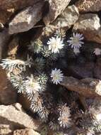 Plancia ëd Psychrophyton grandiflorum (Hook. fil.) Beauv.