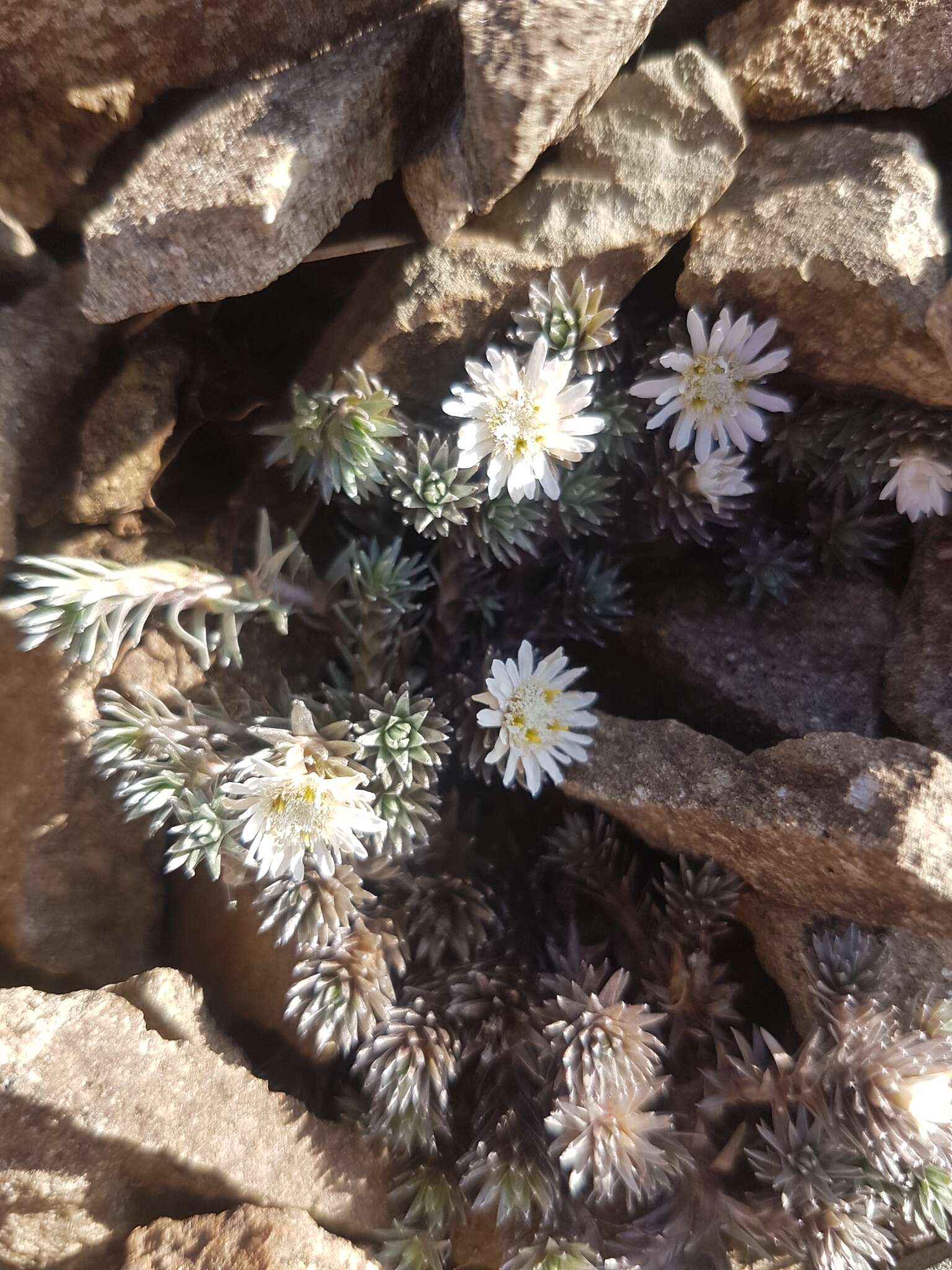 Image of Psychrophyton grandiflorum (Hook. fil.) Beauv.