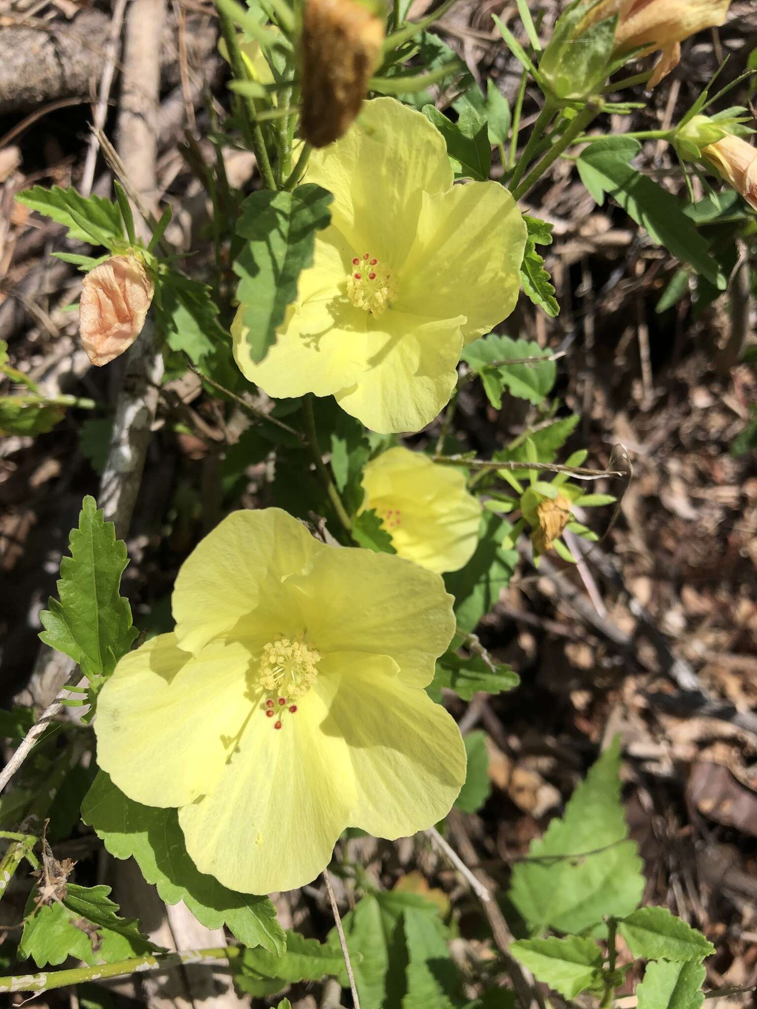 Image of Hibiscus citrinus P. A. Fryxell