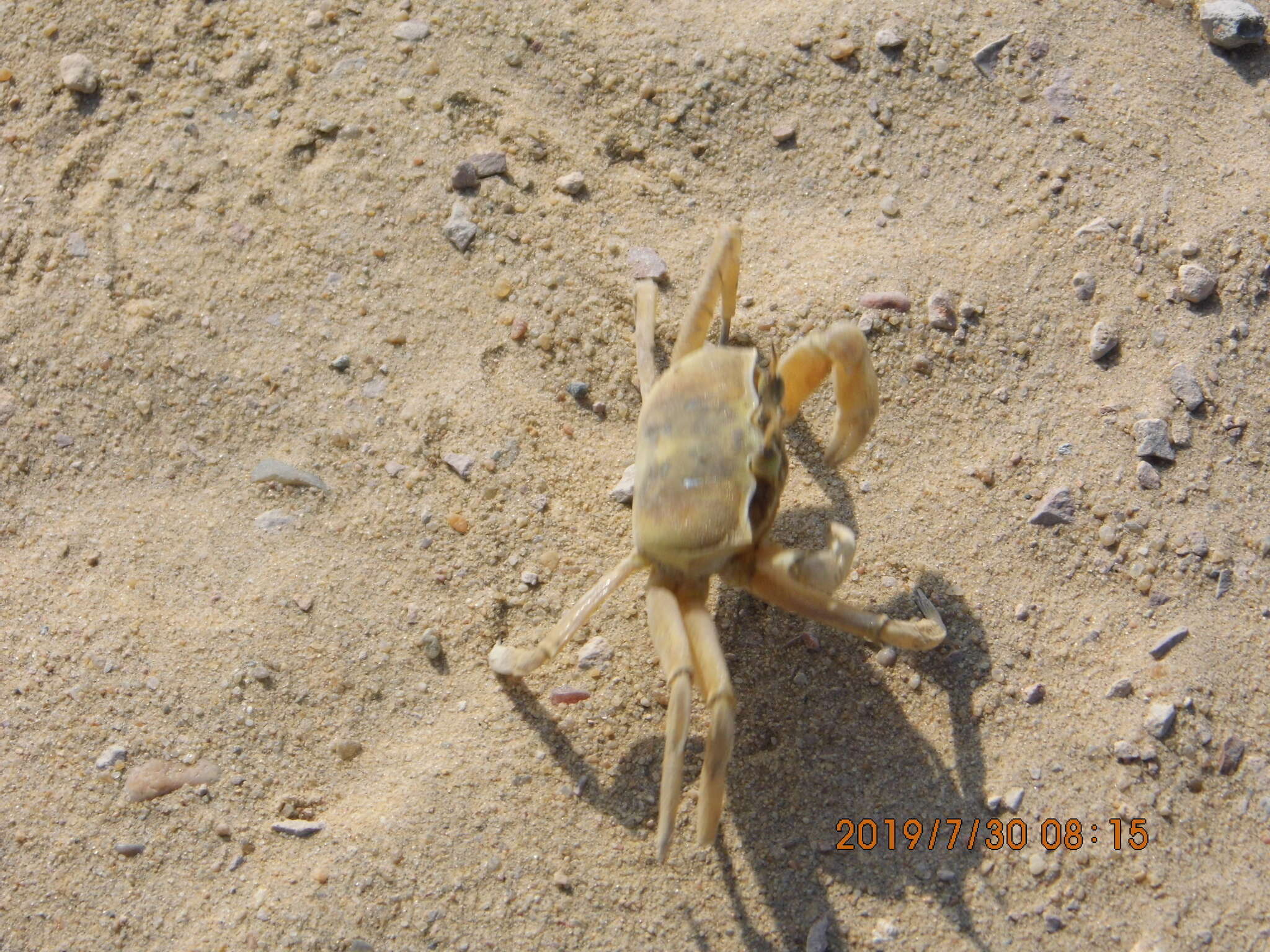 Image of tufted ghost crab