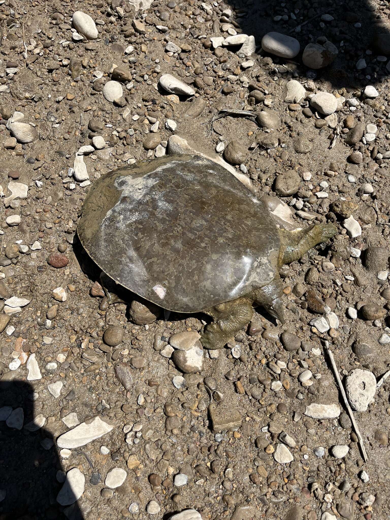 Image of Smooth Softshell Turtle