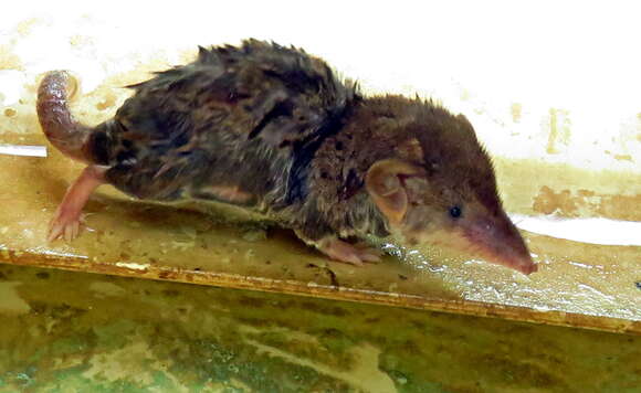 Image of Lesser Red Musk Shrew