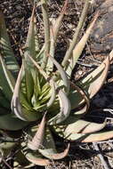 Image of Aloe gariepensis Pillans