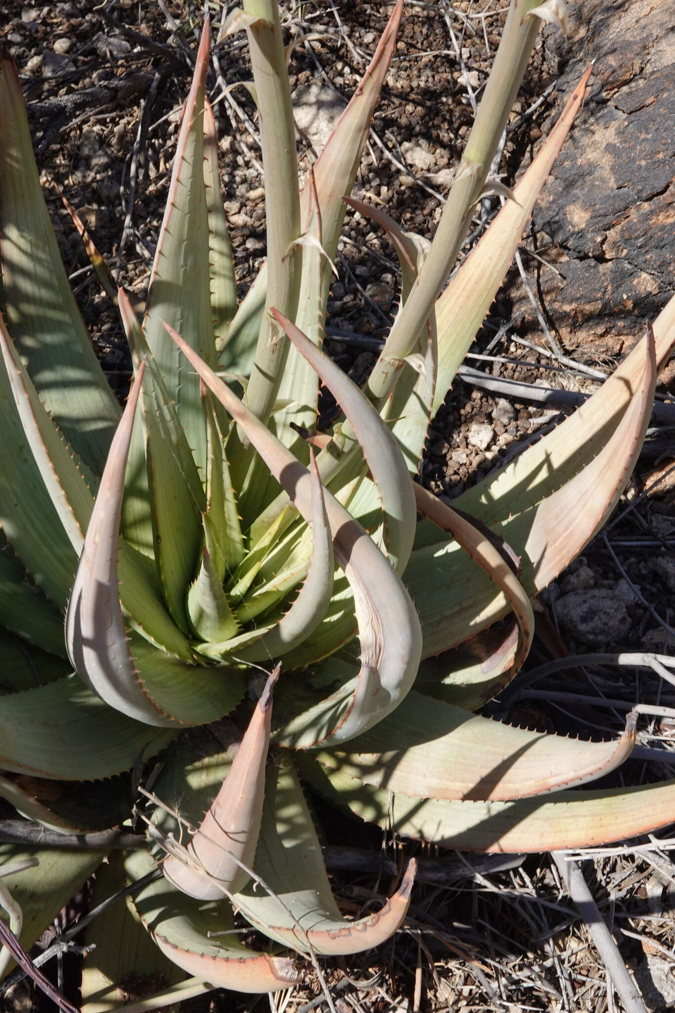 Image of Aloe gariepensis Pillans