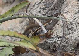 Image of Ameiva aggerecusans Koch, Venegas, Rödder, Flecks & Böhme 2013