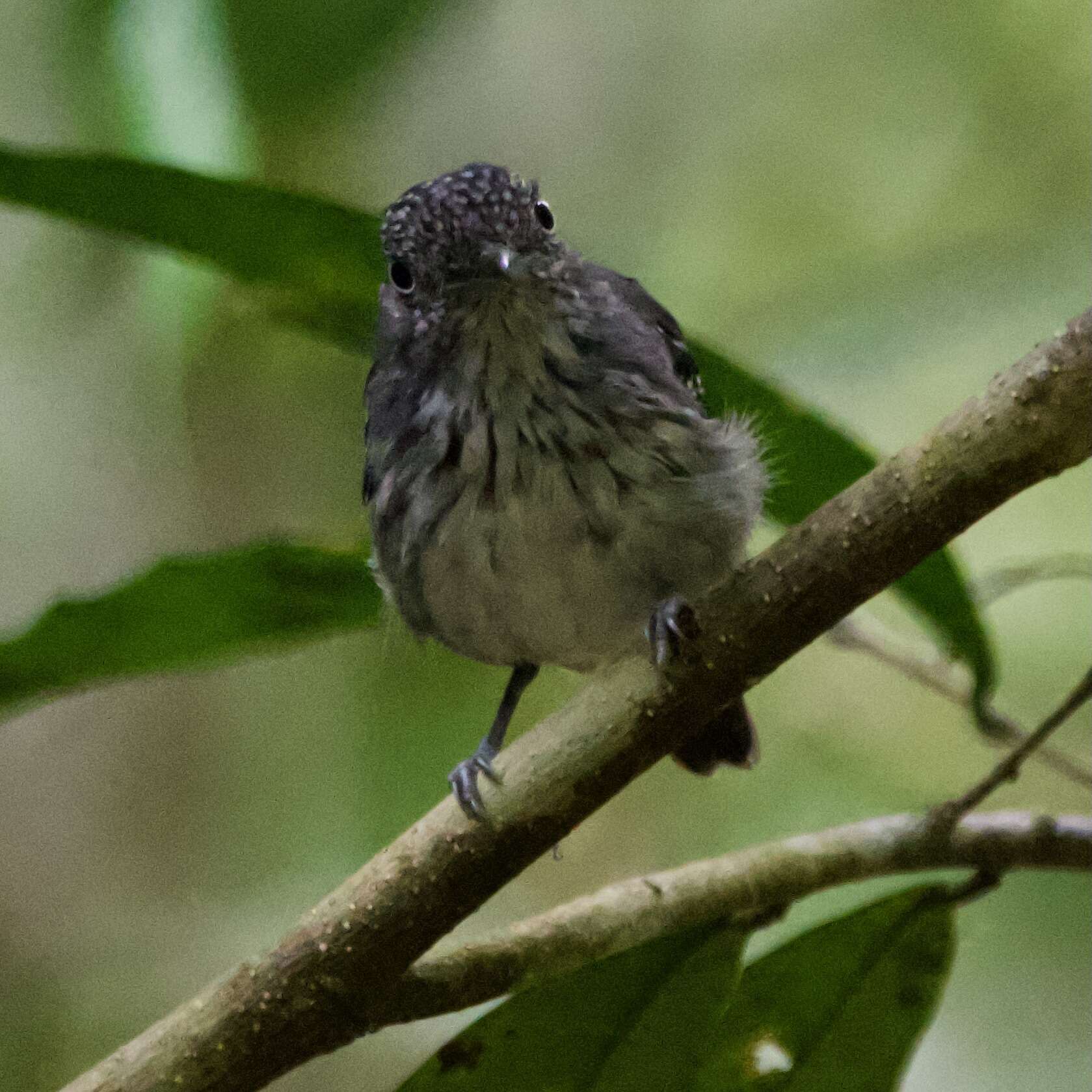 Image of Spot-crowned Antvireo