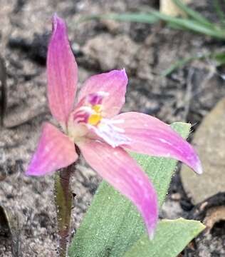 Image of Caladenia spectabilis Hopper & A. P. Br.