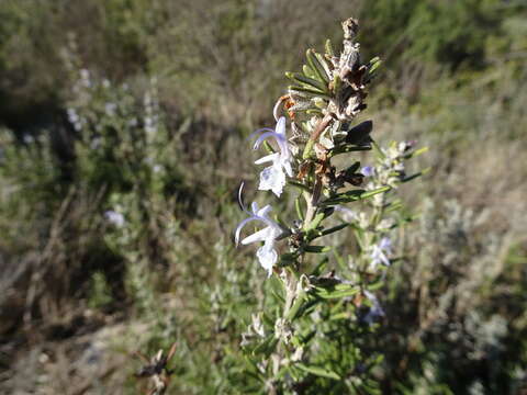 Image of Rosemary