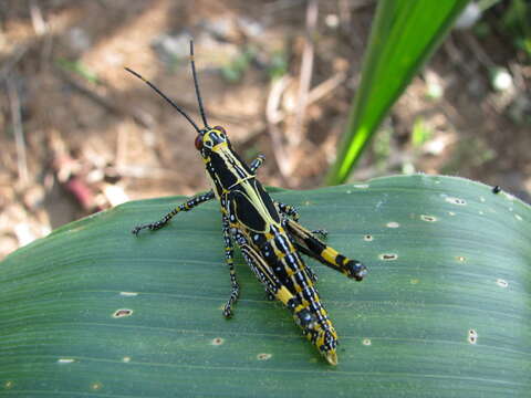 Image of Variegated grasshopper