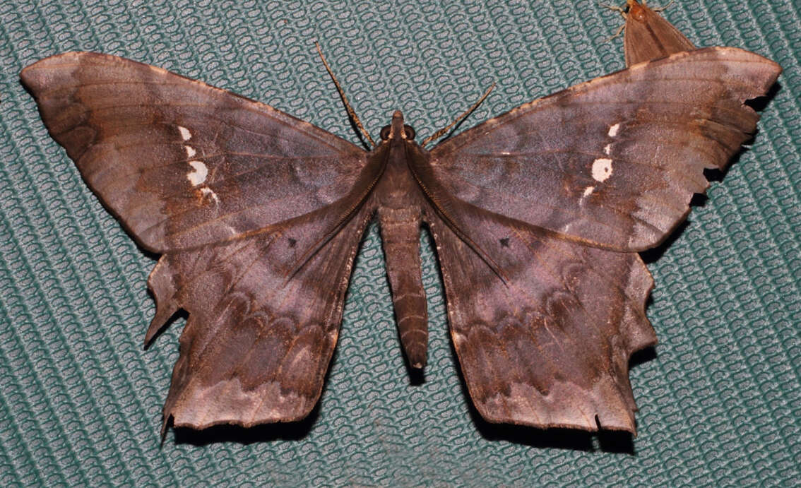 Image of Amblychia infoveata Prout 1932