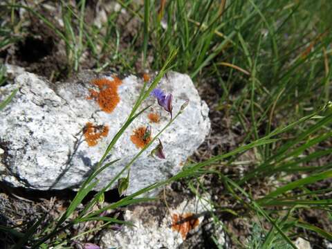 Image of Polygala tenuifolia Willd.